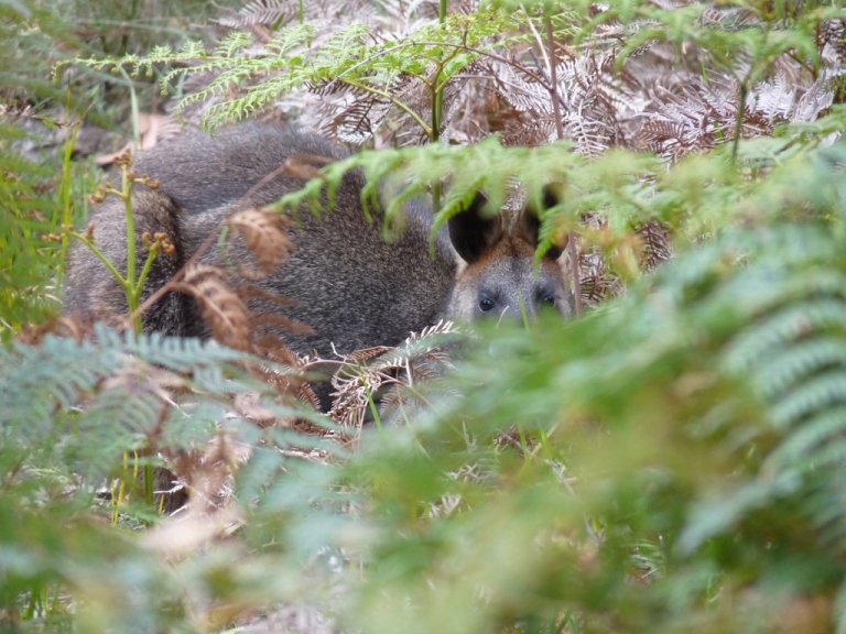 K&auml;nguru zwischen Farnwedeln